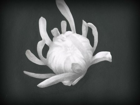 CHRYSANTHEMUM CHRYSANTHEMUM